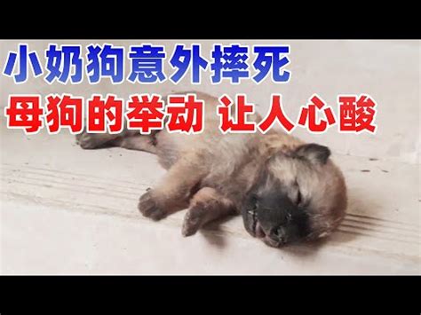 小狗死掉怎麼處理 香港風水師